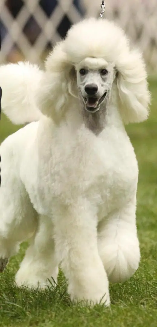 A white Poodle walking in the yard