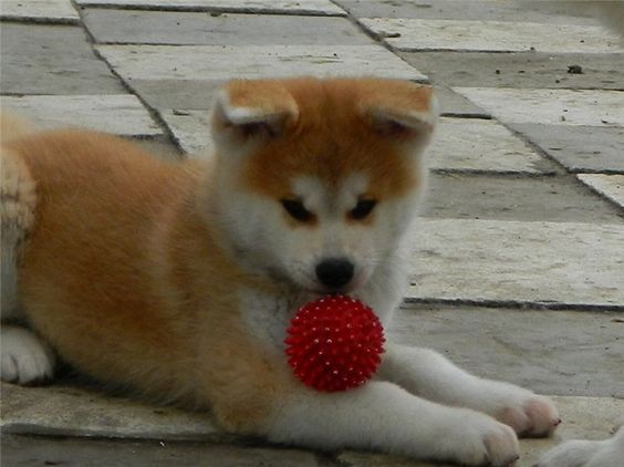 An Akita Inu puppy lying on the pavement with a ball in its mouth