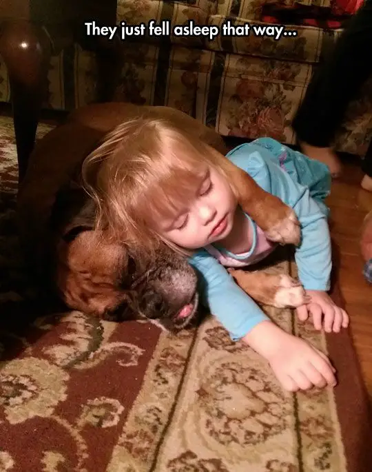 a little girl sleeping in between the arms of a boxer dog lying down on the floor