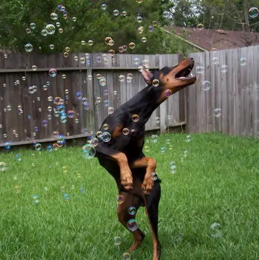 Doderman jumping in the yard while catching the bubbles floating in the air