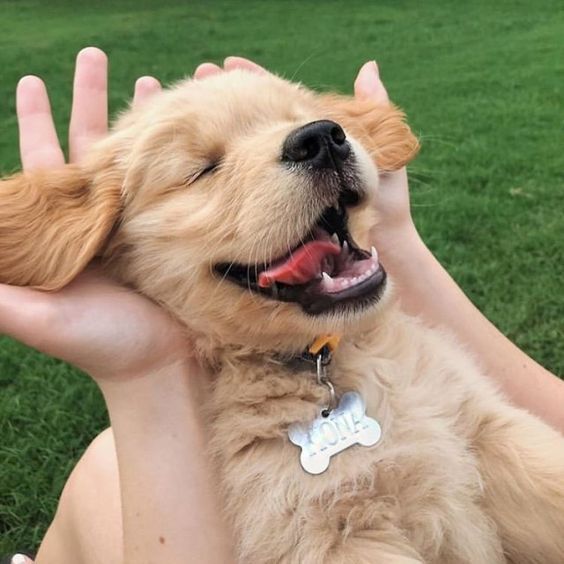 A smiling Golden Retriever puppy with its eyes closed in the lap of a woman siting on the grass