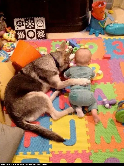 A German Shepherd lying in the playroom with a baby playing with its toy