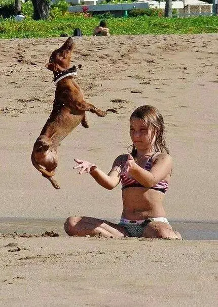 Dachshund jumping in the sand with a young girl