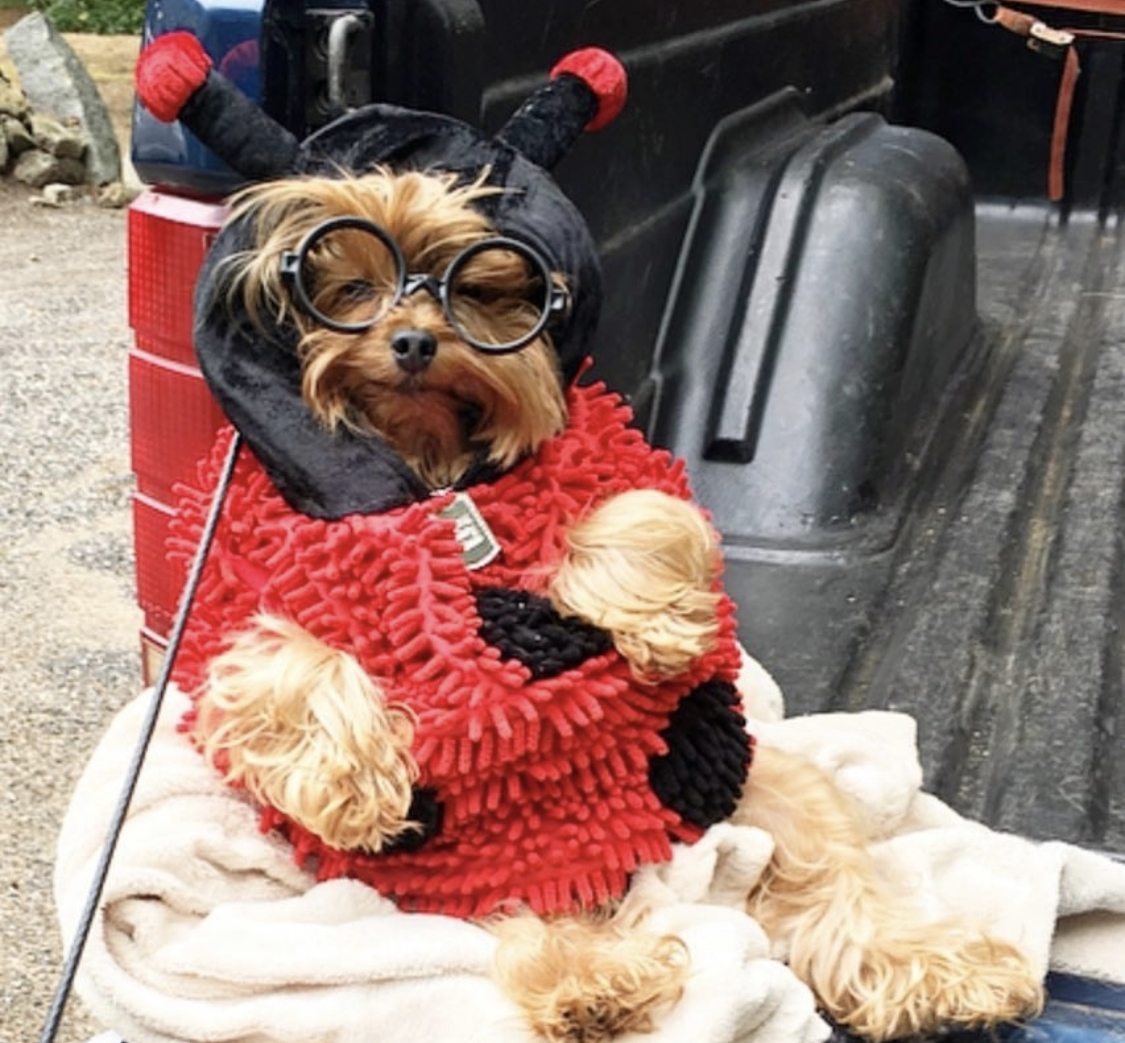 smiling Yorkshire Terrier wearing a ladybug outfit