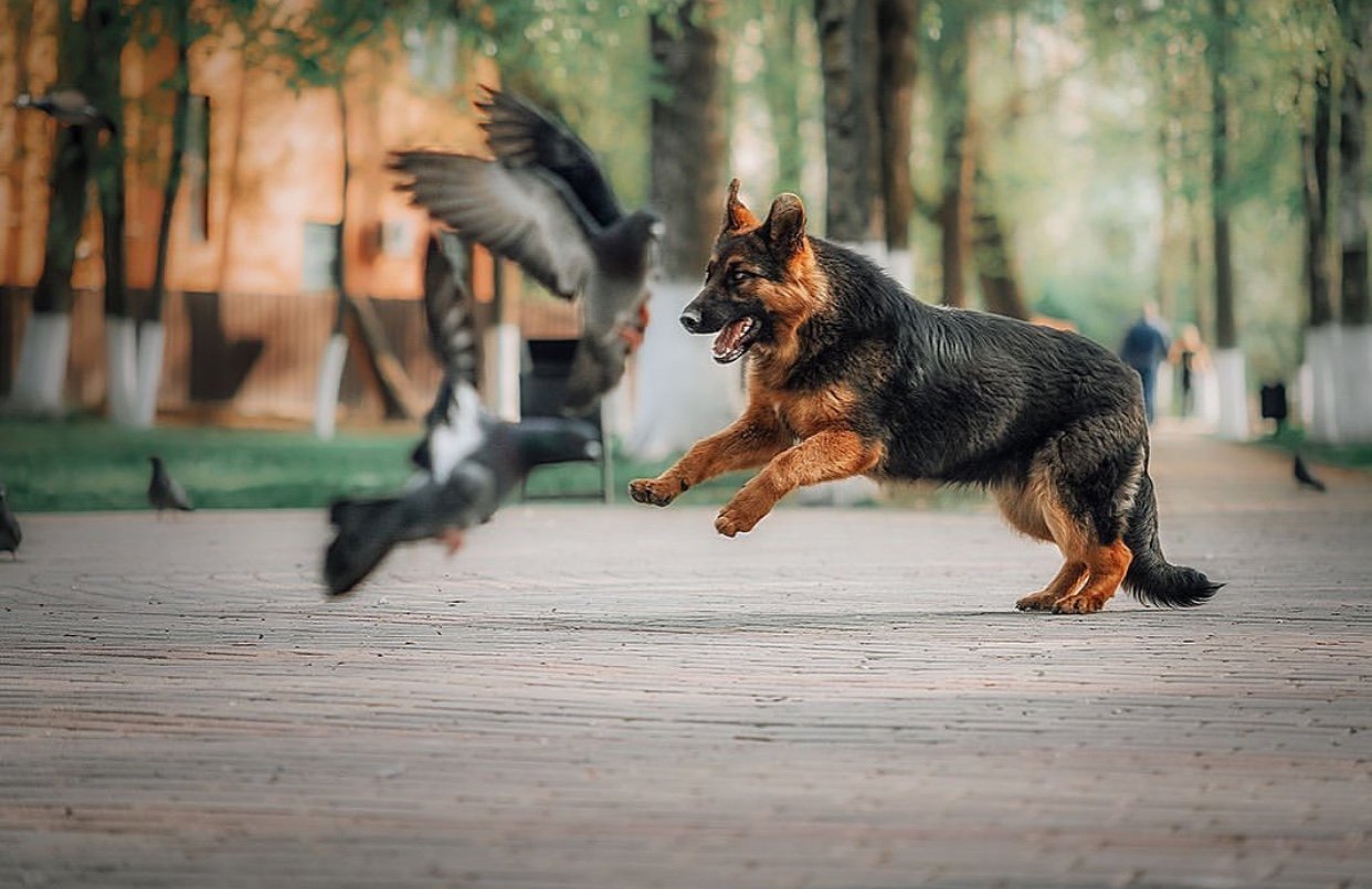 A German Shepherd running towards the pigeons at the park