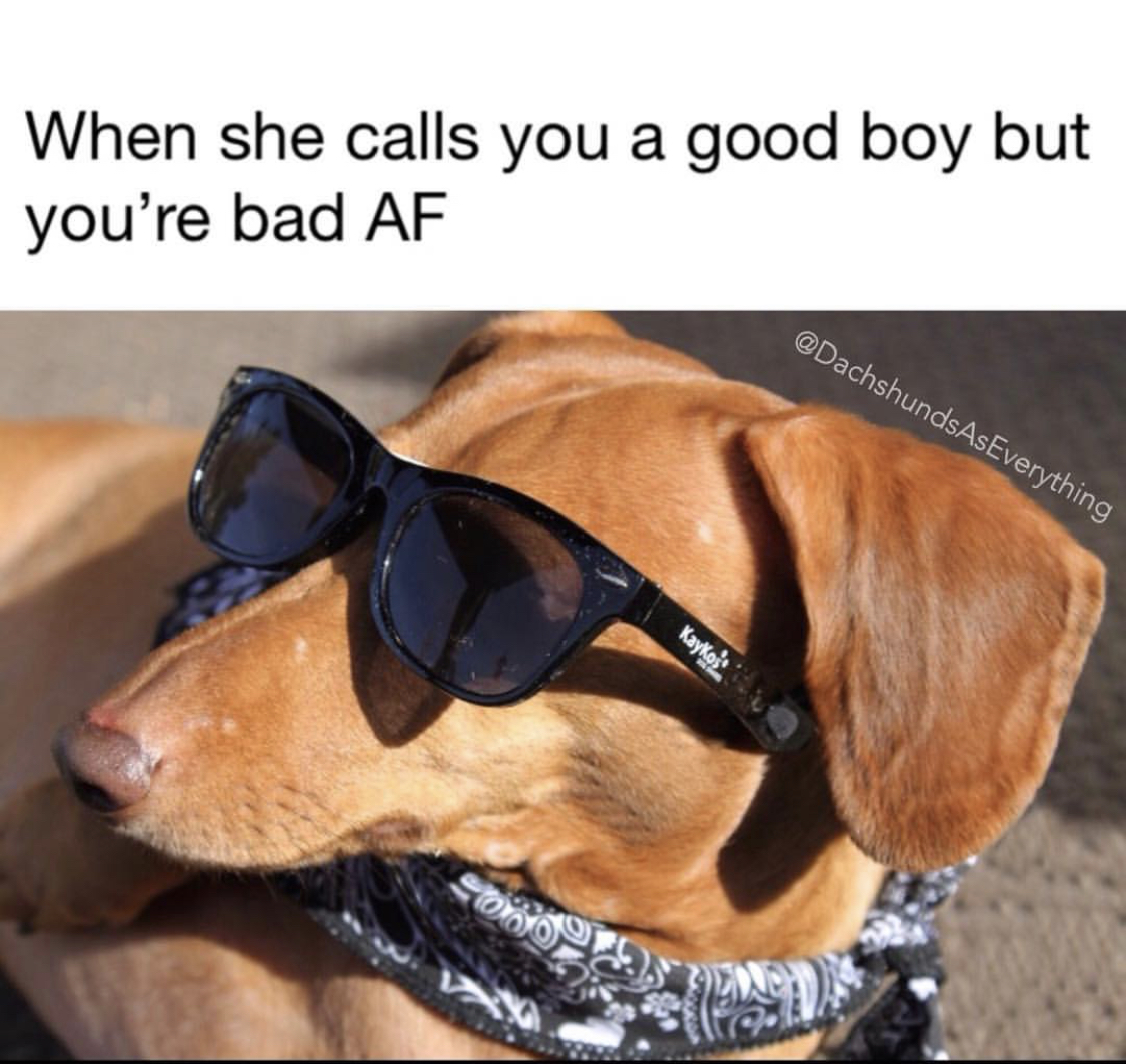 A brown Dachshund wearing a black and white scarf and sunglasses while looking sideways and under the sun photo with caption - When she calls you a good boy but your bad AF