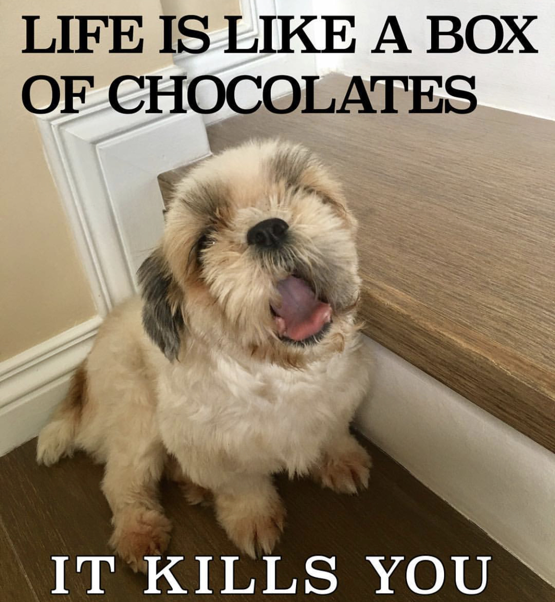 Shih Tzu sitting on the stairs while yawning photo with a text 