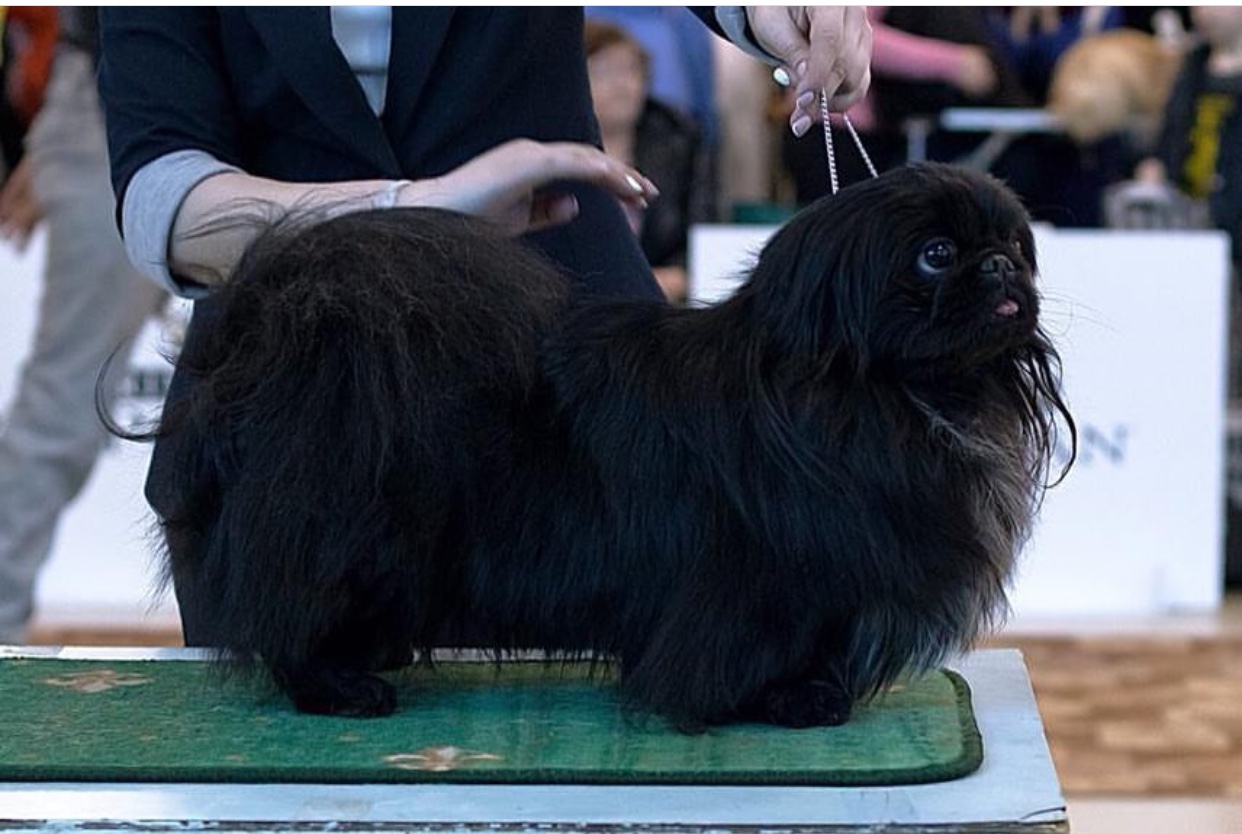A black Pekingese standing on top of the table with a person behind