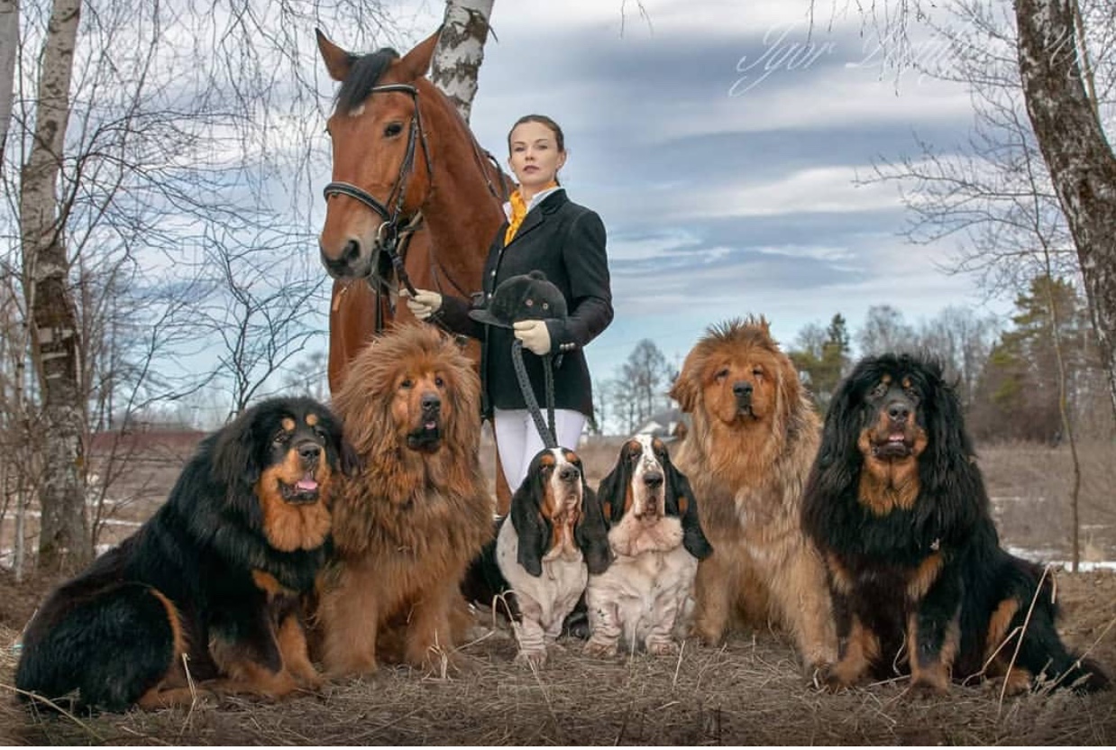 Tibetan Mastiff dog taking a group photo with basset hounds, horse, and a girl