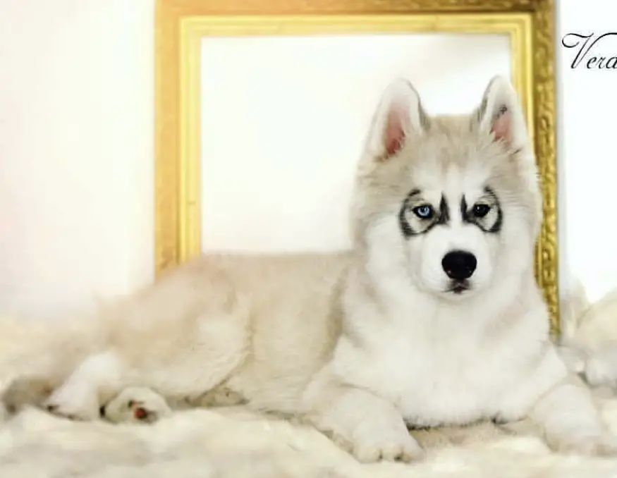 A Husky puppy with black circle around its eyes lying on the its bed