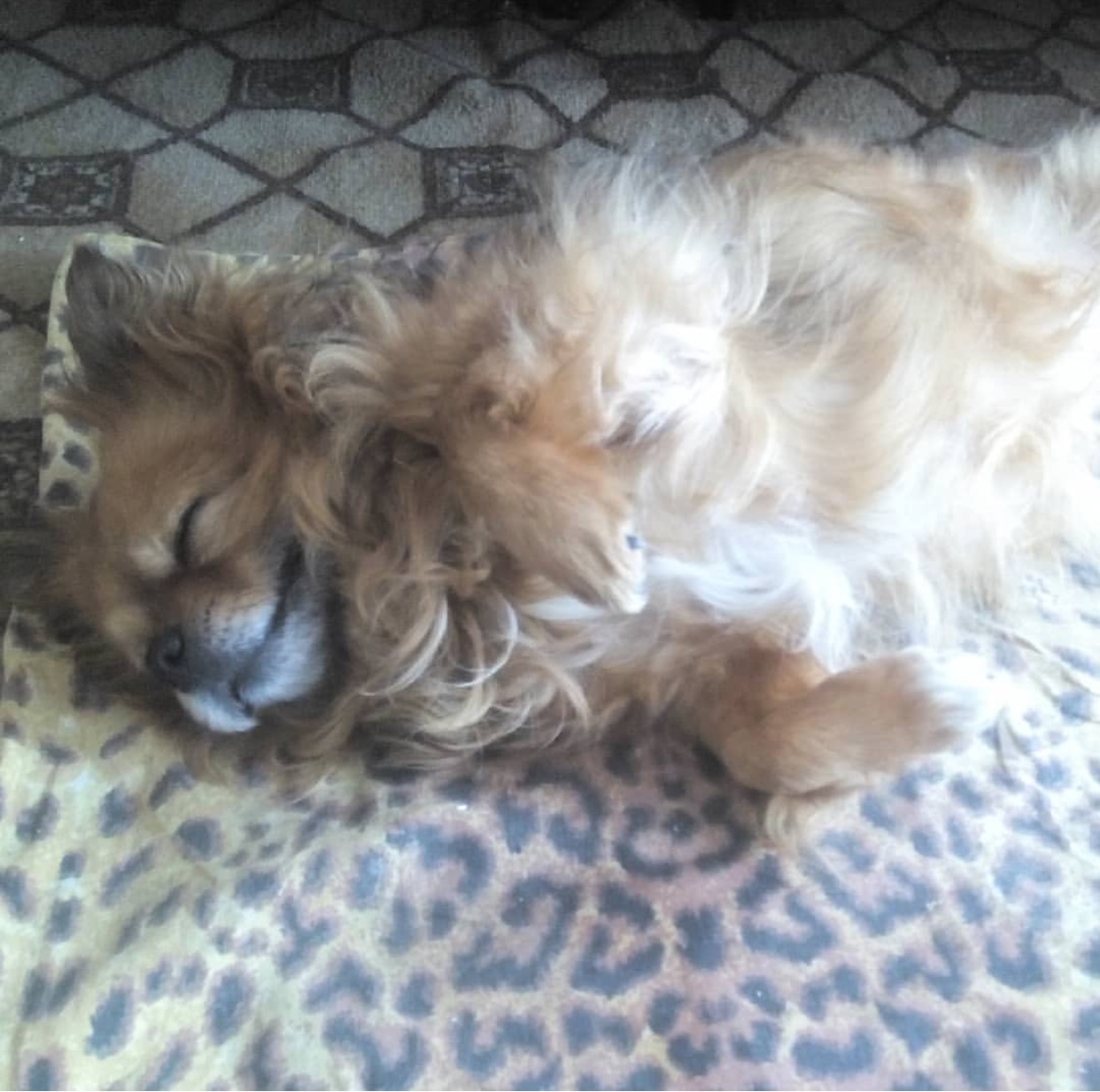 A Pekingese sleeping on the bed while smiling
