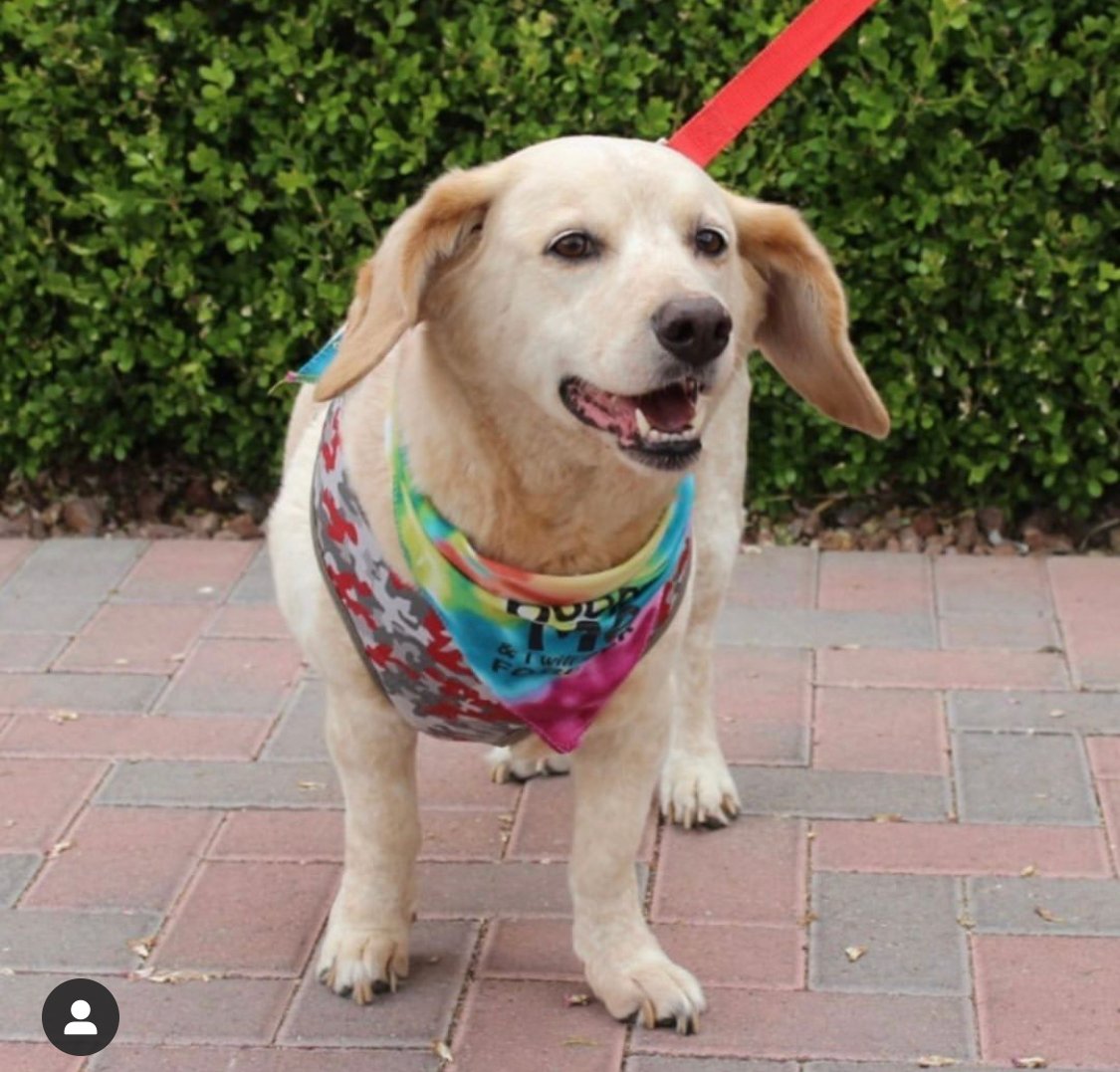 A Basset Retriever standing on the pavement