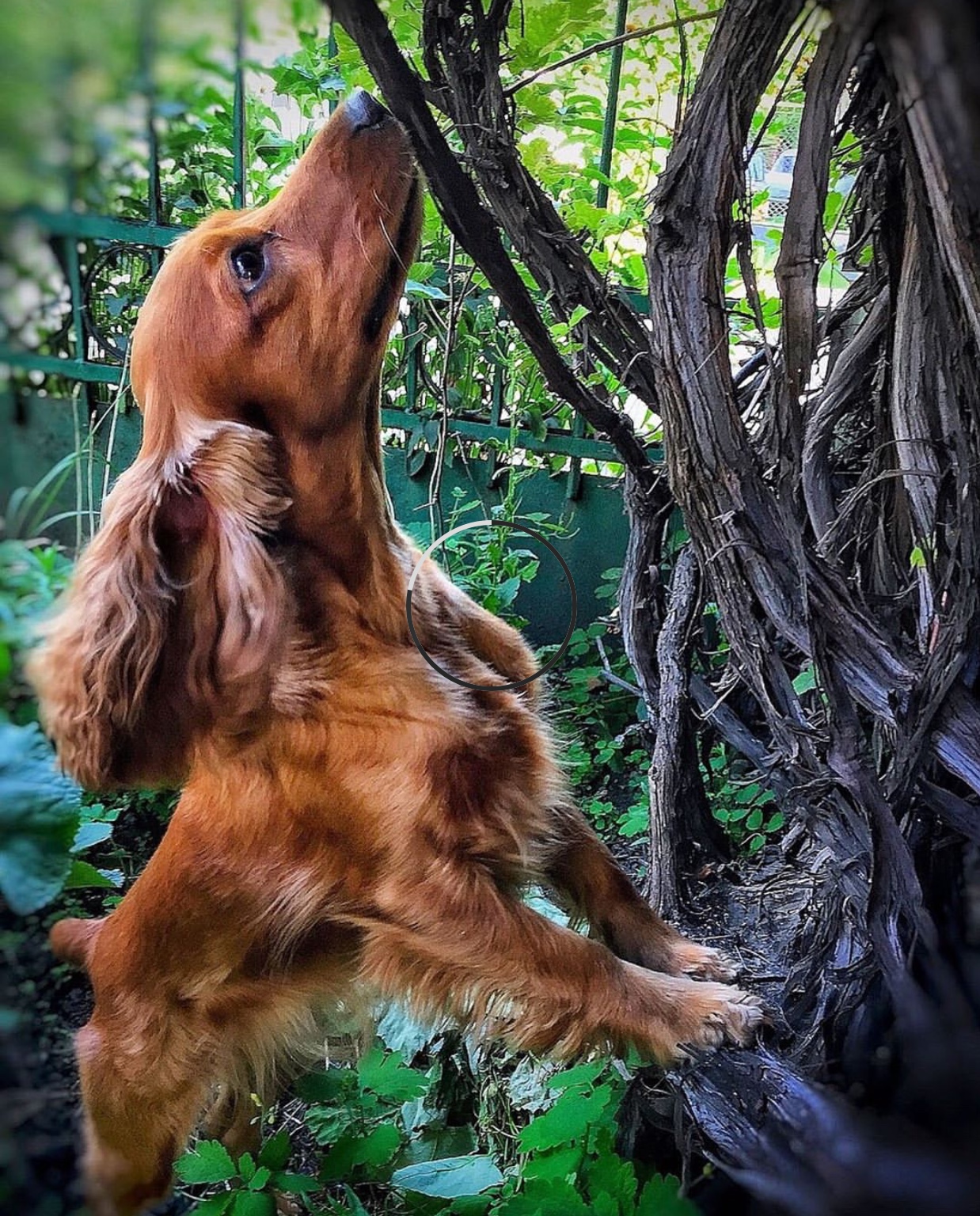 A Cocker Spaniel smelling the branches of the tree in the garden