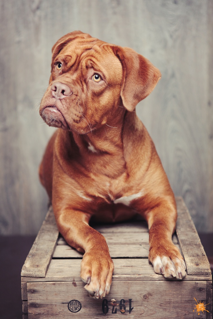 A Bordeaux Mastiff lying on top of a wooden cargo box while staring with its sad eyes