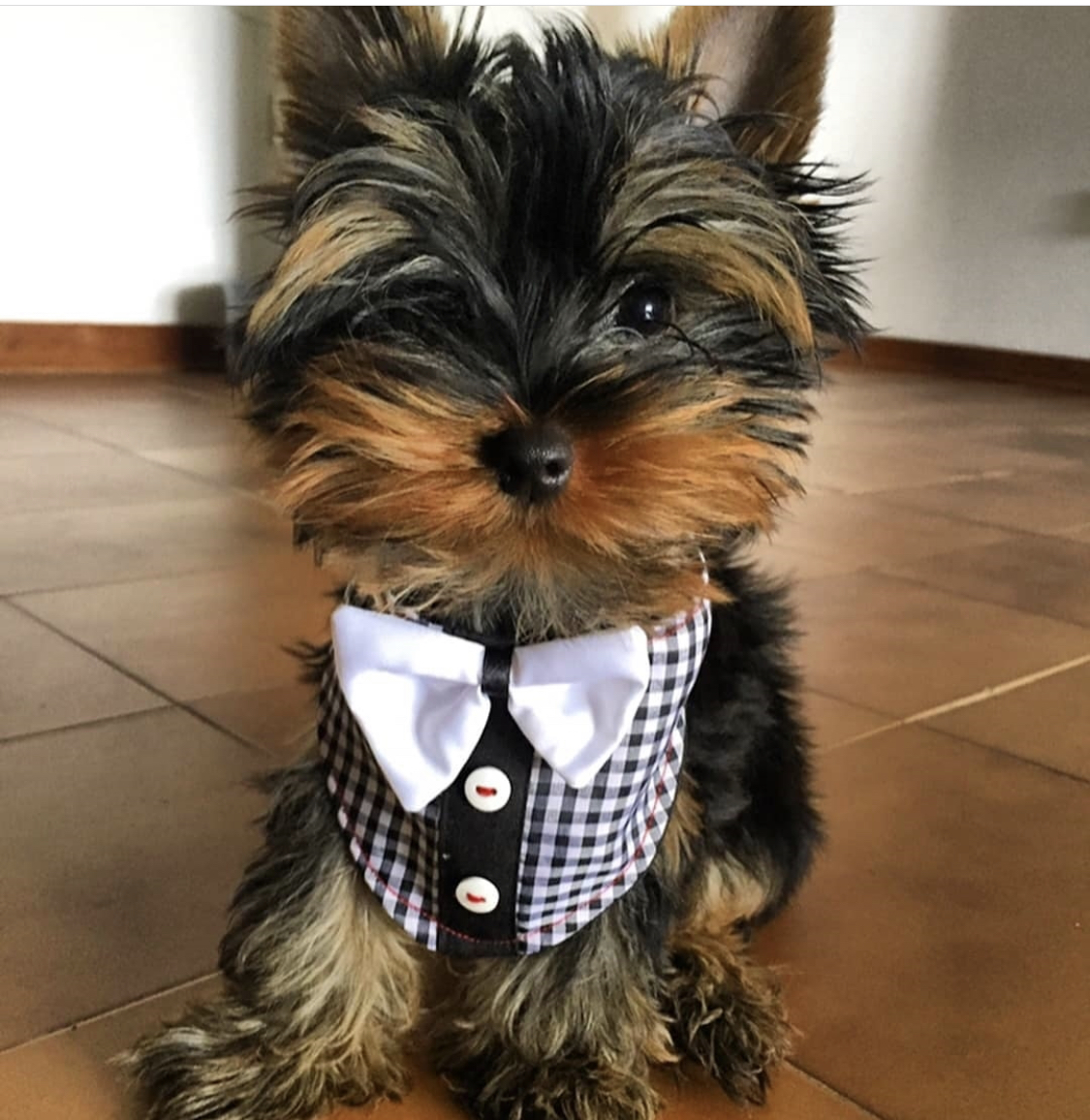 Yorkshire Terrier sitting on the floor wearing a checkered top