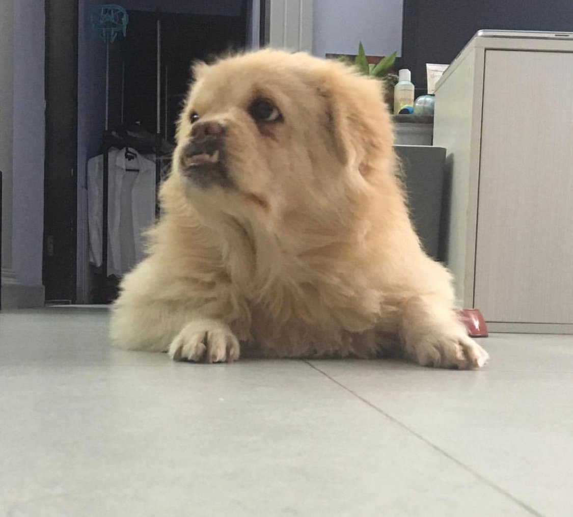 A Ret Tzu lying on the floor while looking up sideways