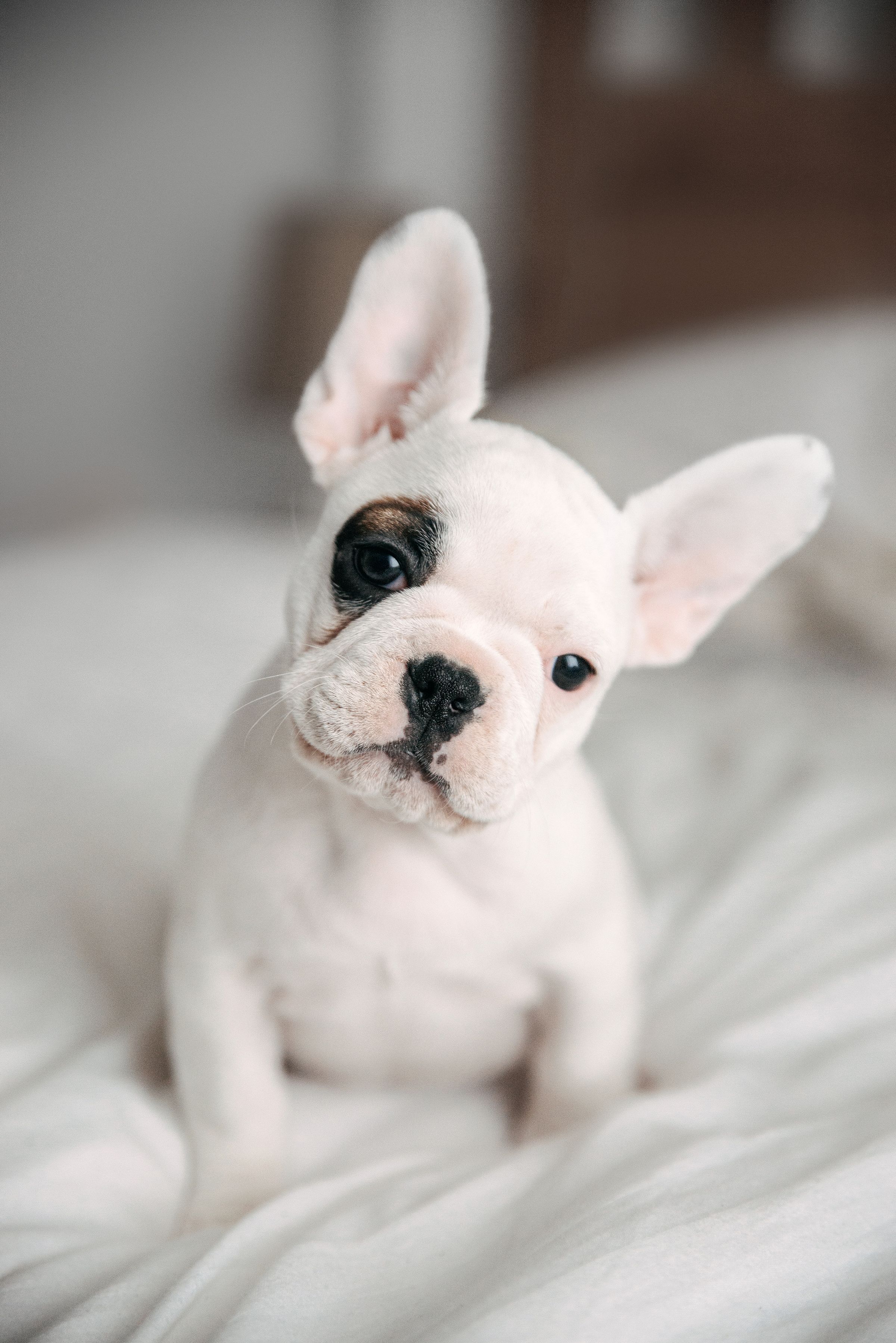 A French Bulldog puppy sitting on the bed while tilting its head