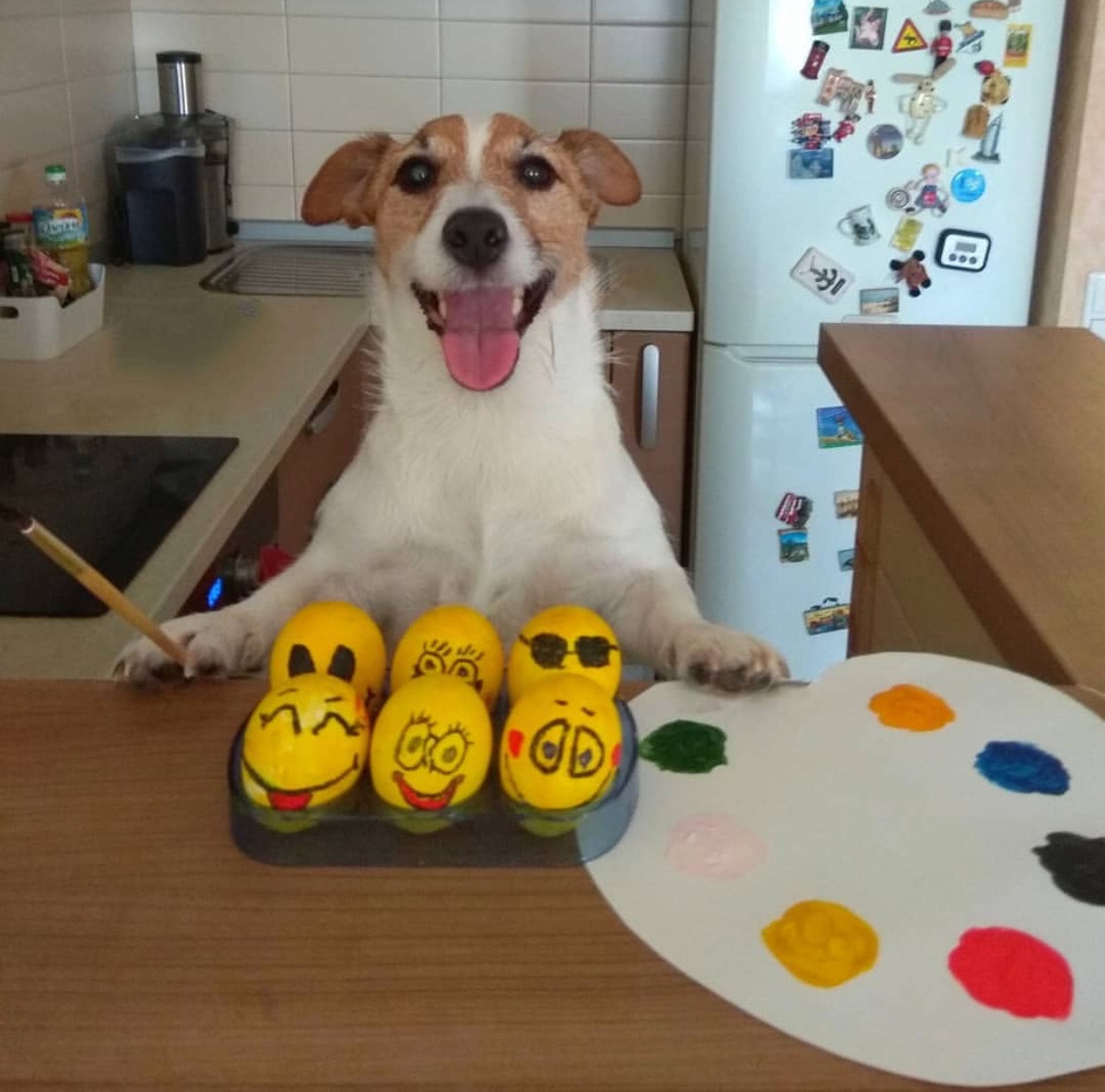 Jack Russell Terrier standing up behind the easter eggs designed with emojis on top of the counter