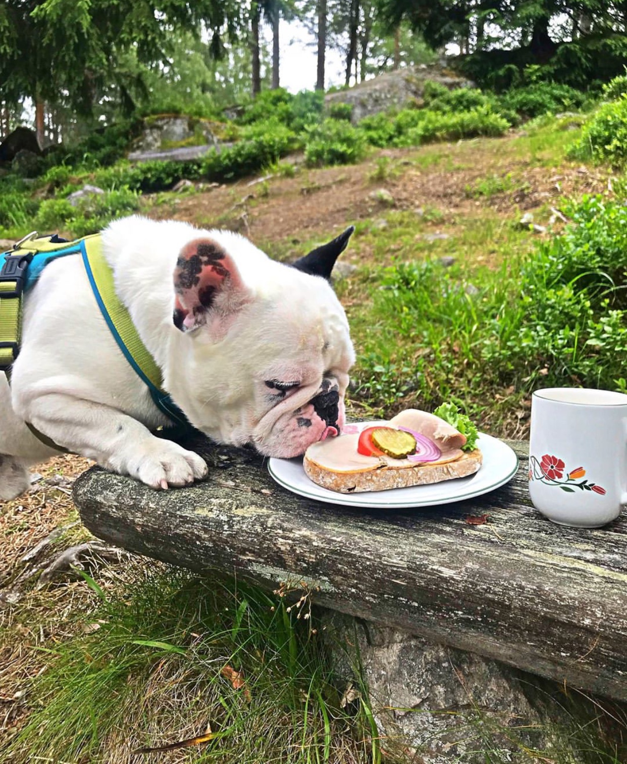 A French Bulldog licking the sandwich on top of the wooden bench in the forest