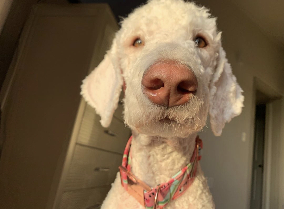 close up face of a Poodle with sunlight