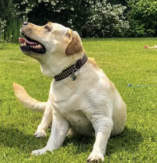 A Labrador retriever sitting on the grass in the yard