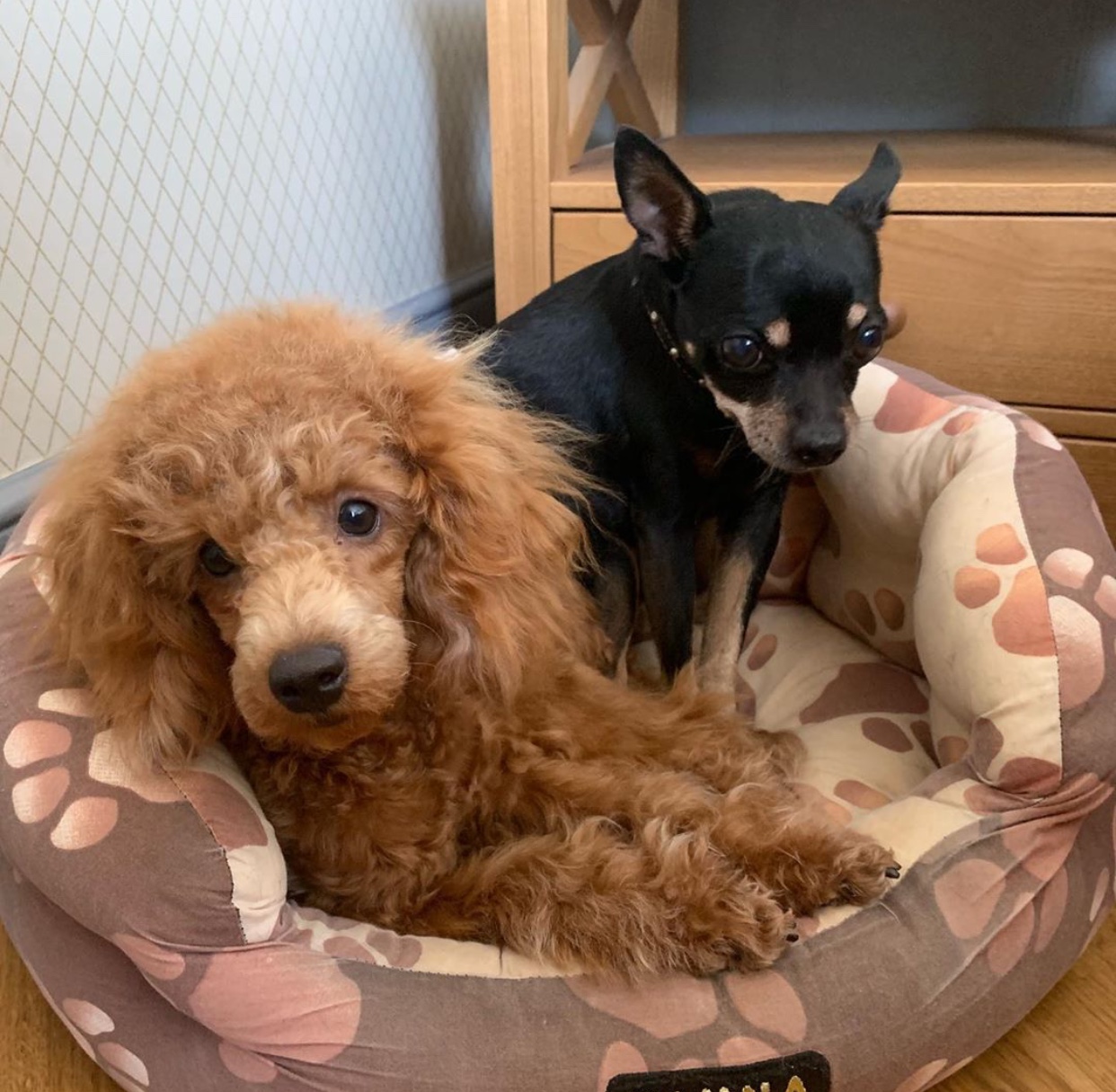 A Poodle lying on its bed next to a chihuahua