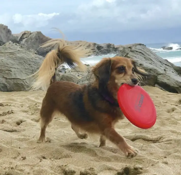 A Dachhuahua walking in the sand at the beach with frisbee in its mouth
