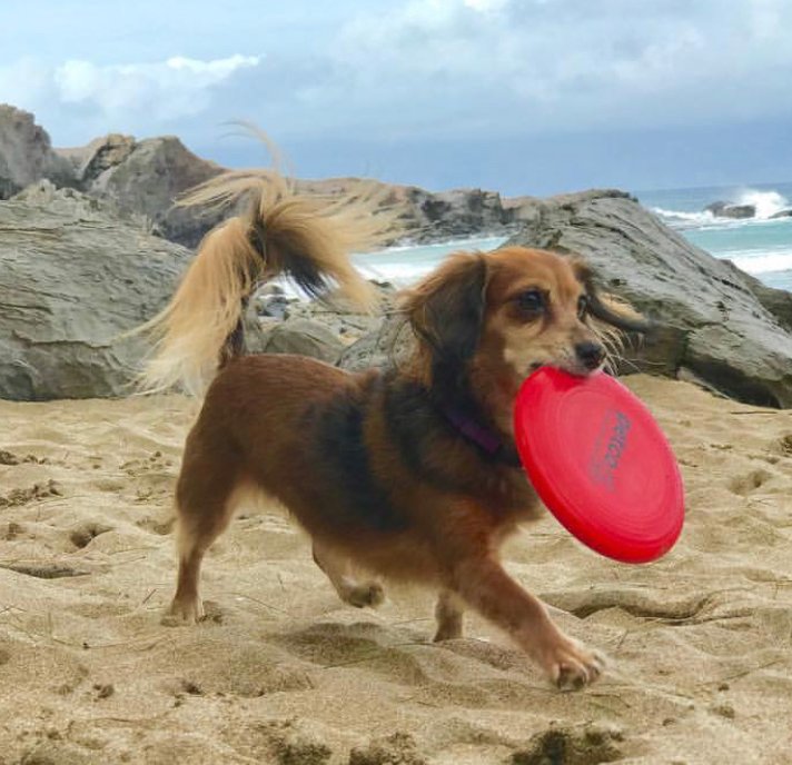 A Dachhuahua walking in the sand at the beach with frisbee in its mouth