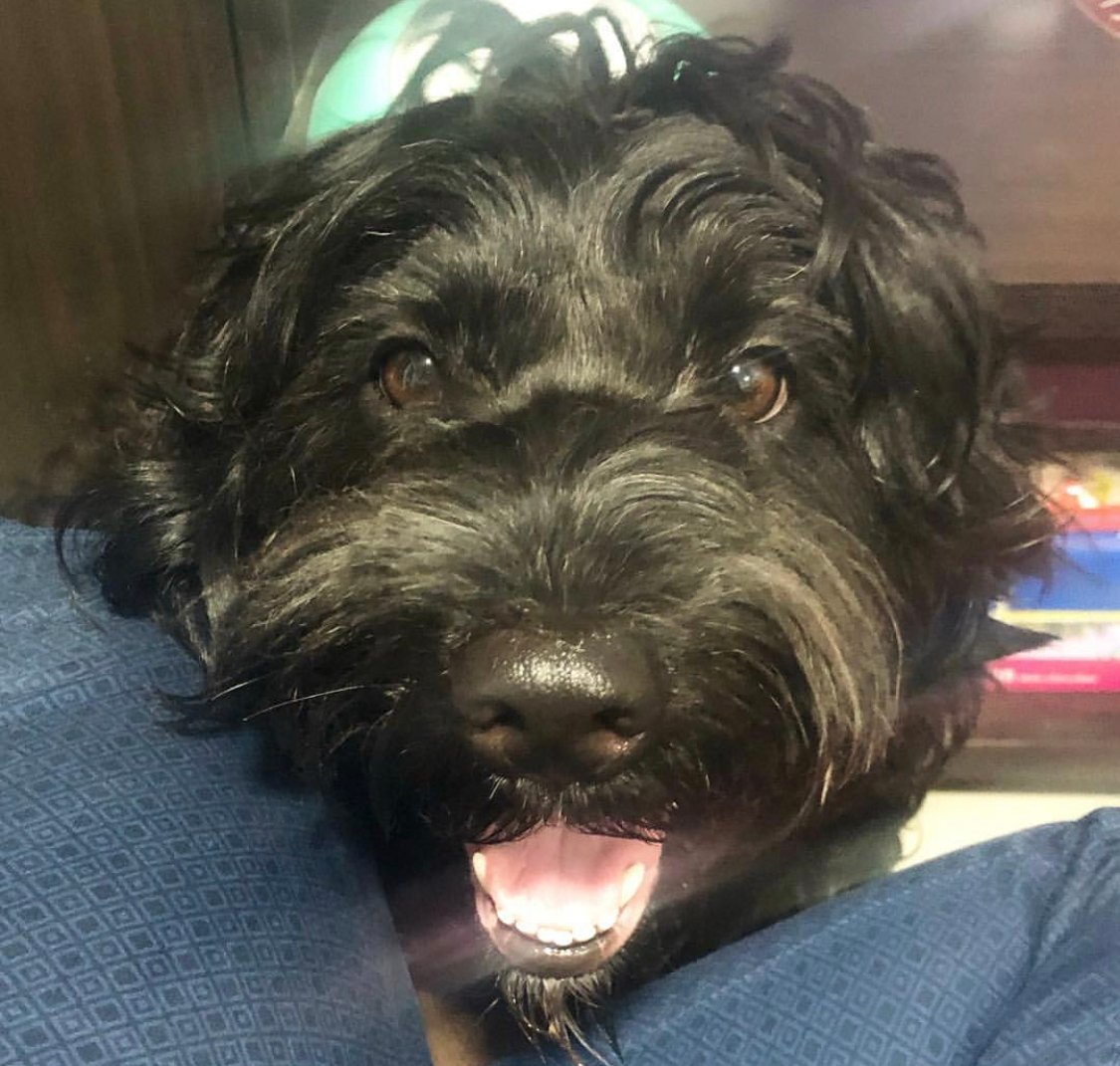 A black Labratzu sitting on the floor while smiling