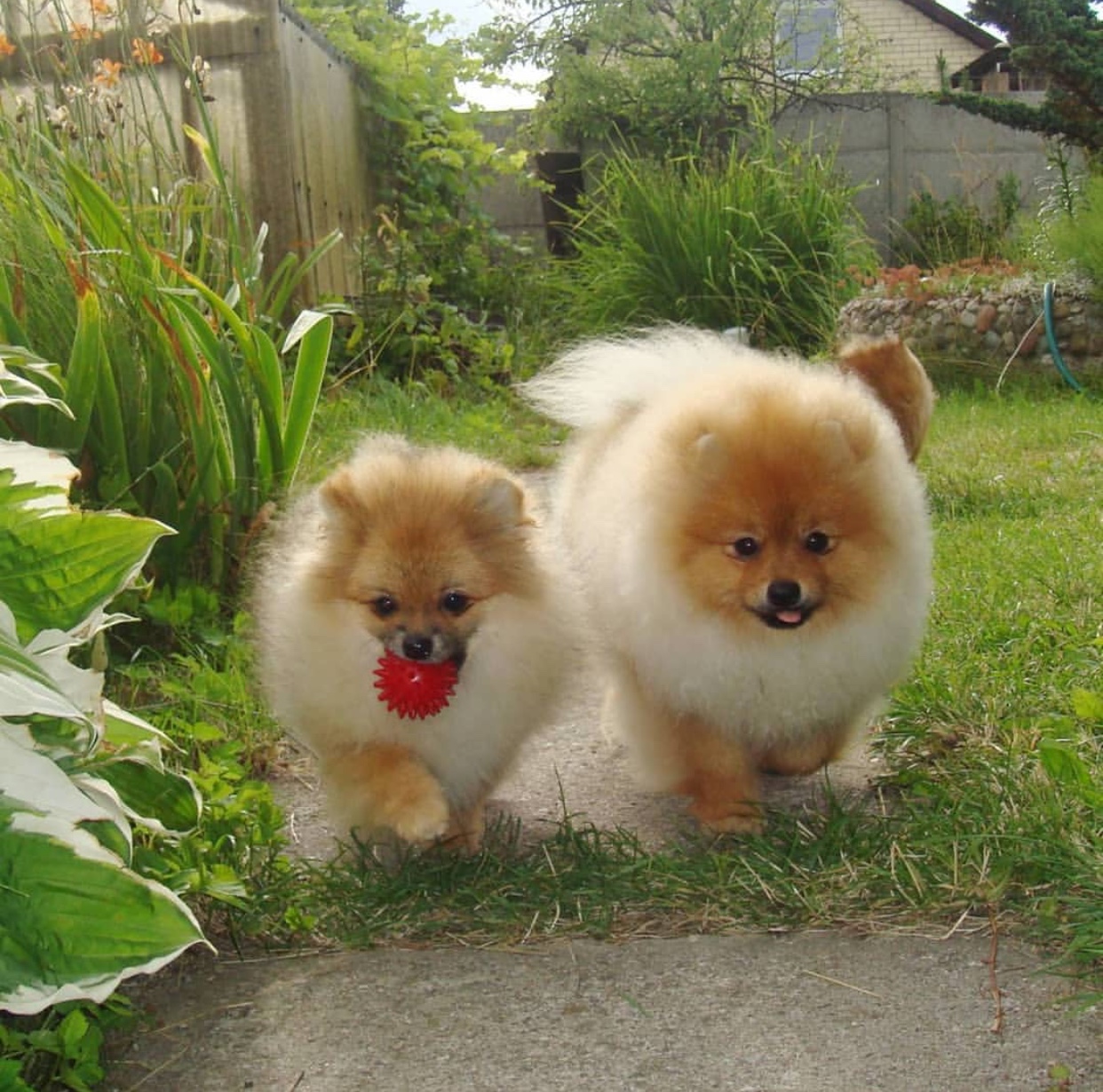 two Pomeranians playing in the garden with a ball