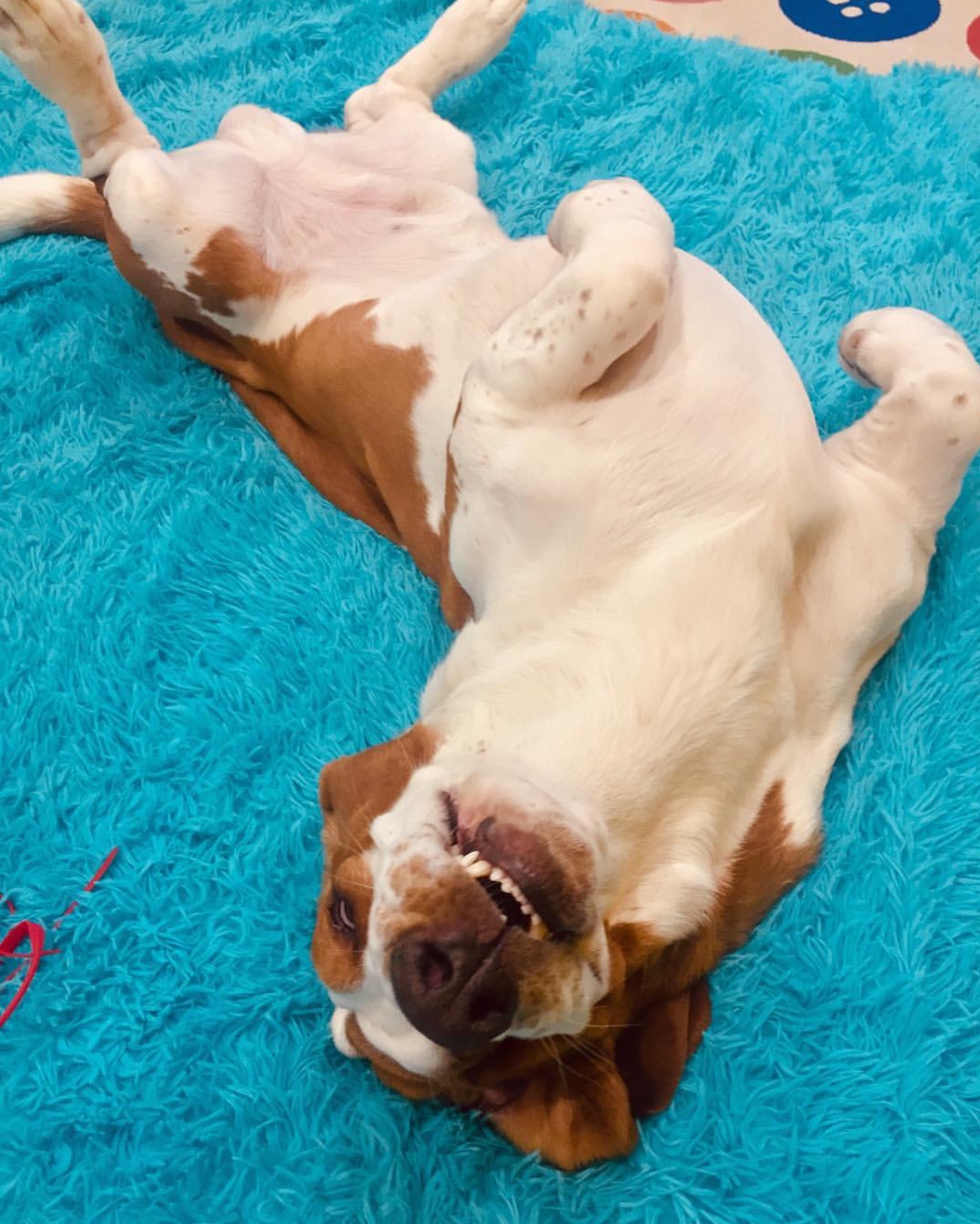 A Basset Hound lying on a blue blanket while smiling