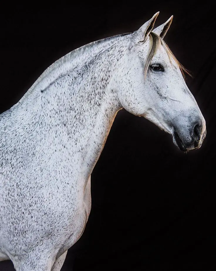 white horse with black splashes of color