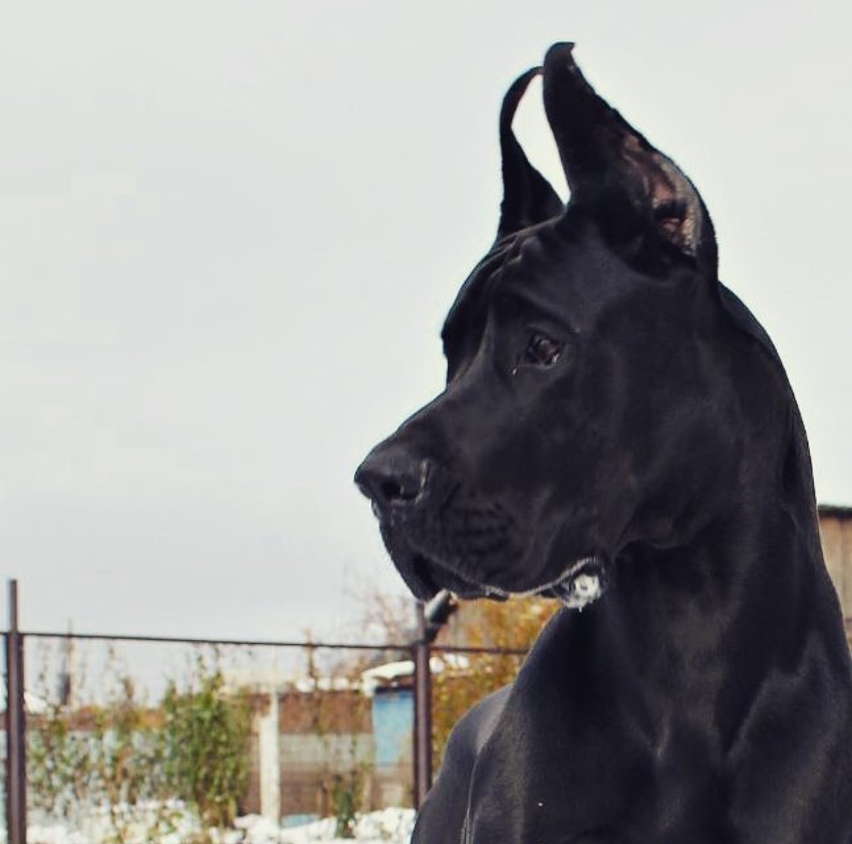 A black Great Dane in the yard on a winter while looking sideways