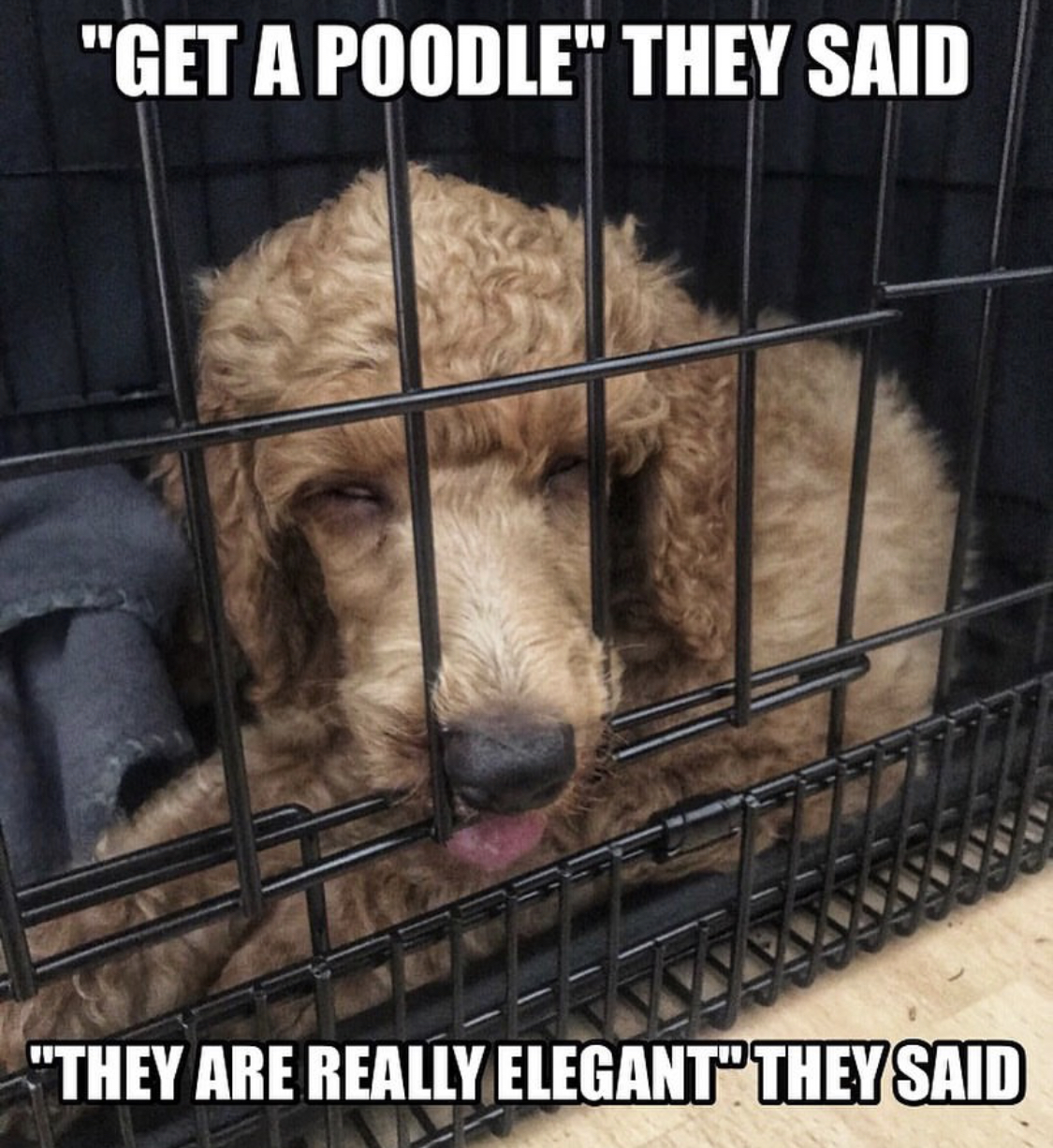Poodle lying inside its crate photo with a text- Get a poodle they said, they are really elegant they said.