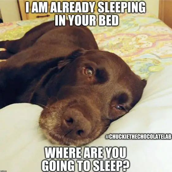 a tired chocolate Labrador lying on the bed and with text - I am already sleeping in your bed. Where are you going to sleep?