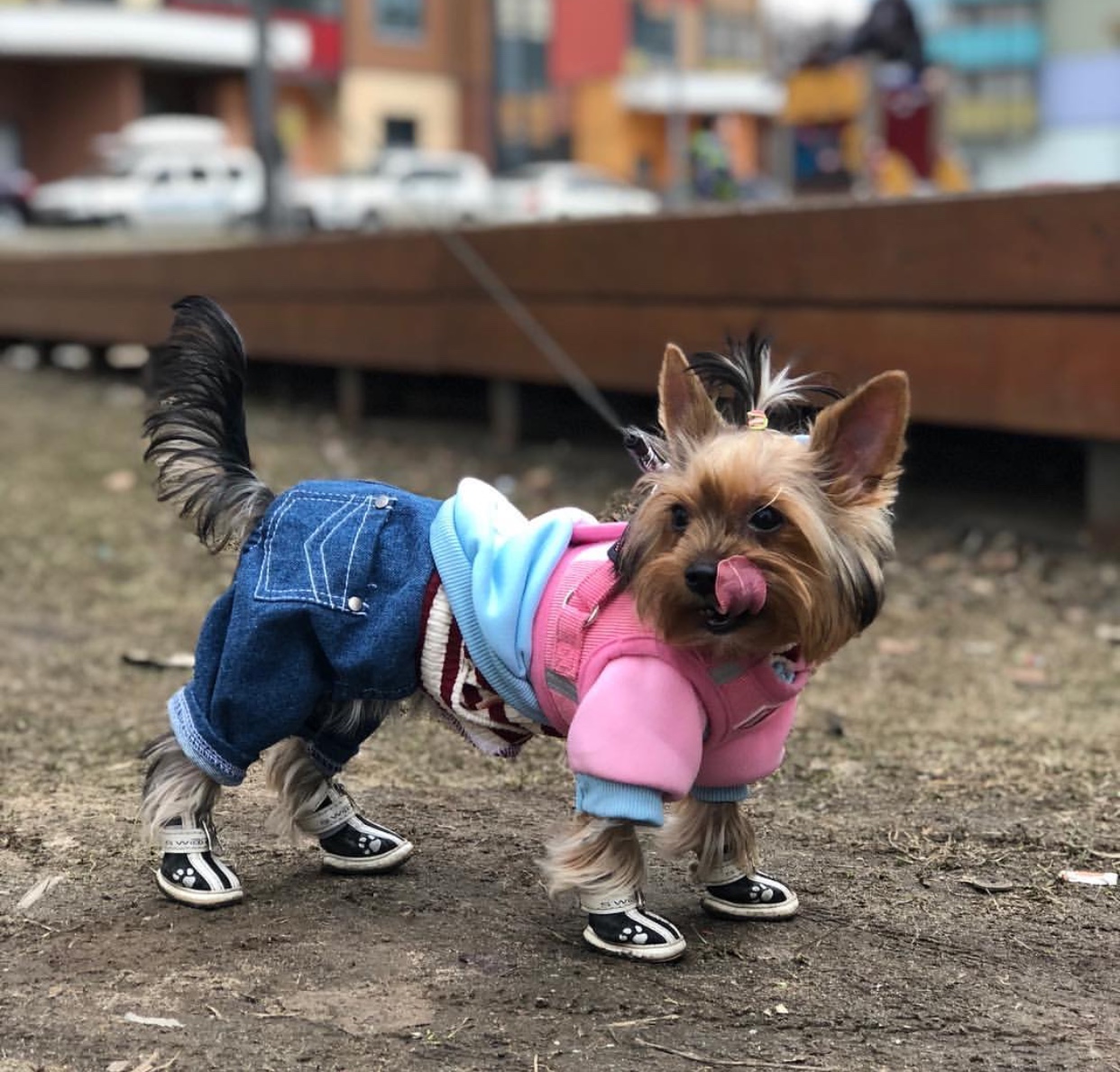 A Yorkshire Terrier wearing a jacket, pants and shoes while standing on the ground and licking its mouth