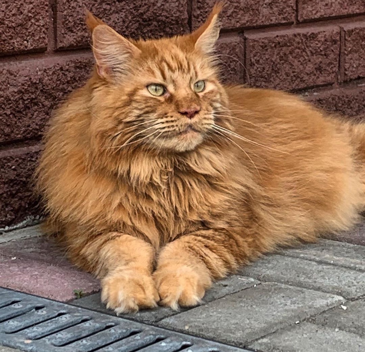 ginger colored Maine Coon Cat lying down on the pavement