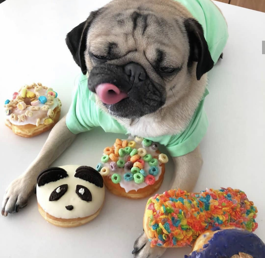 A Pug licking its mouth while lying on top of the table with donuts