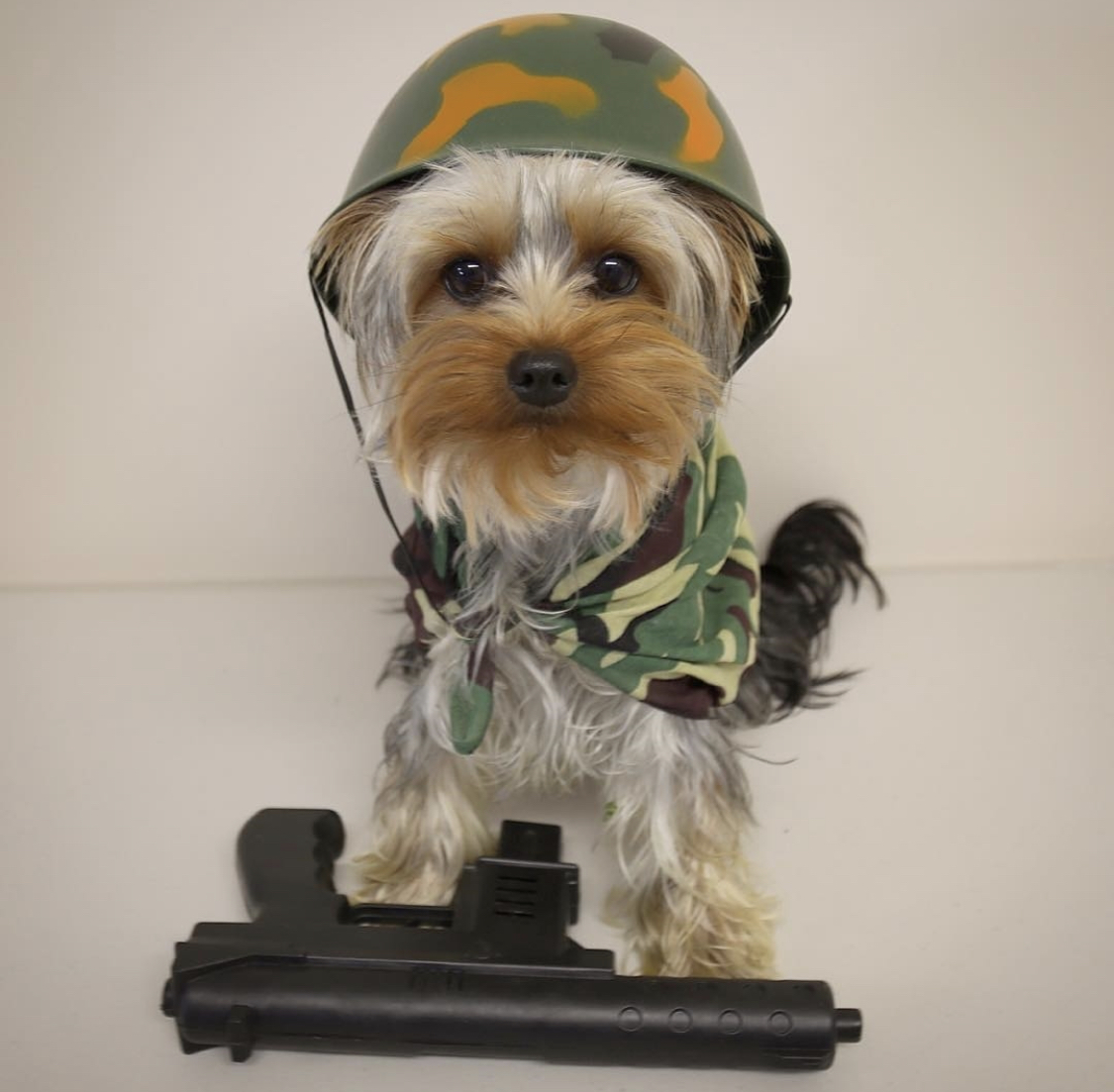 Yorkshire Terrier in camouflage scarf and hellmet