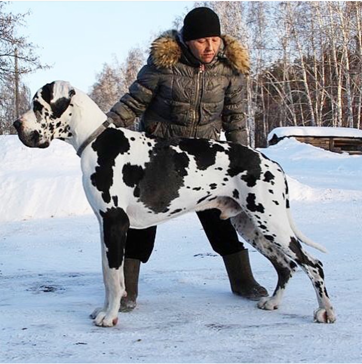 A Great Dane standing in snow while a man is beside him