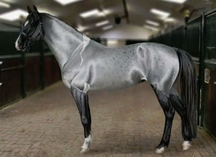 Silver horse