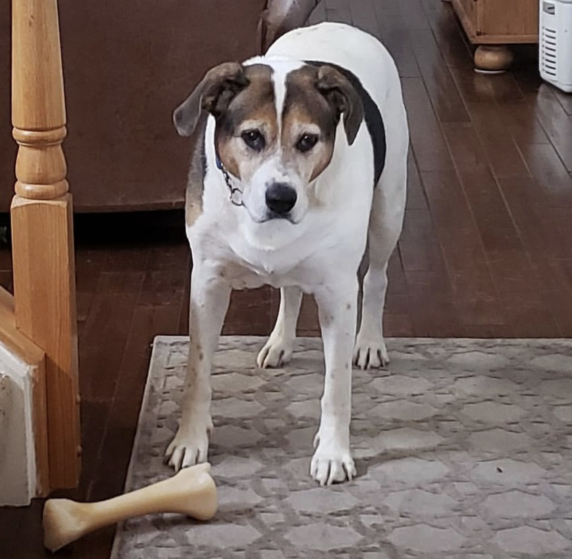 A Beaglador standing on the floor while staring