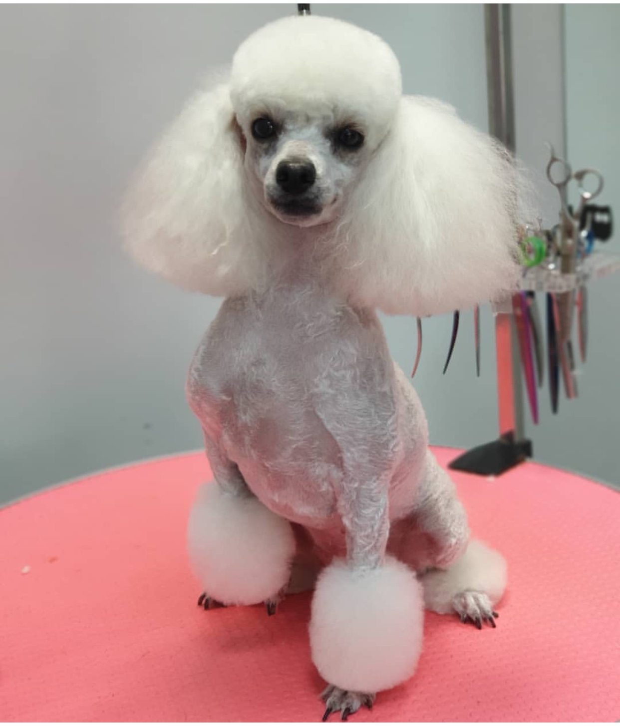 A white Poodle sitting on top of the grooming table