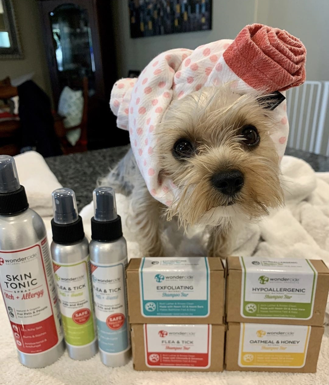 Yorkshire Terrier with a towel tied around its head sitting behind the bar soaps and shampoo