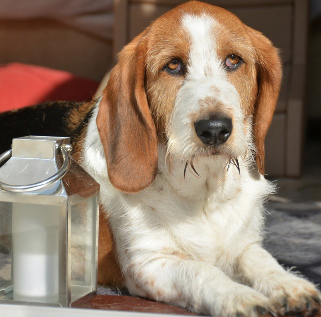 A Basset York lying on the carpet with its sad face