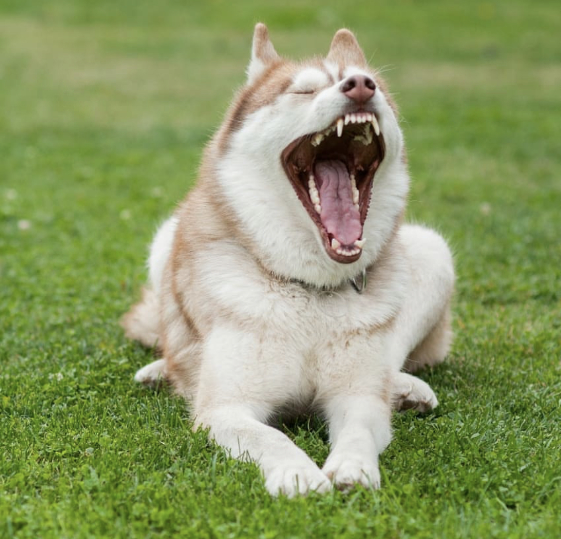 A Husky lying on down on the grass while yawning and showing its wide mouth