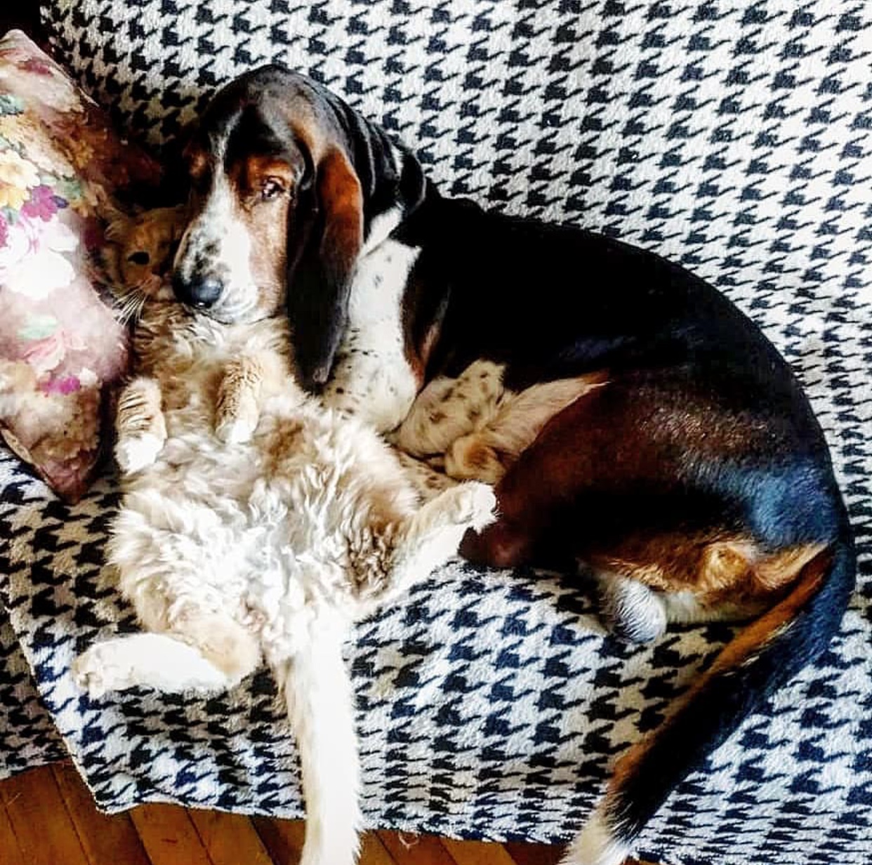 A Basset Hound lying on the couch beside cat