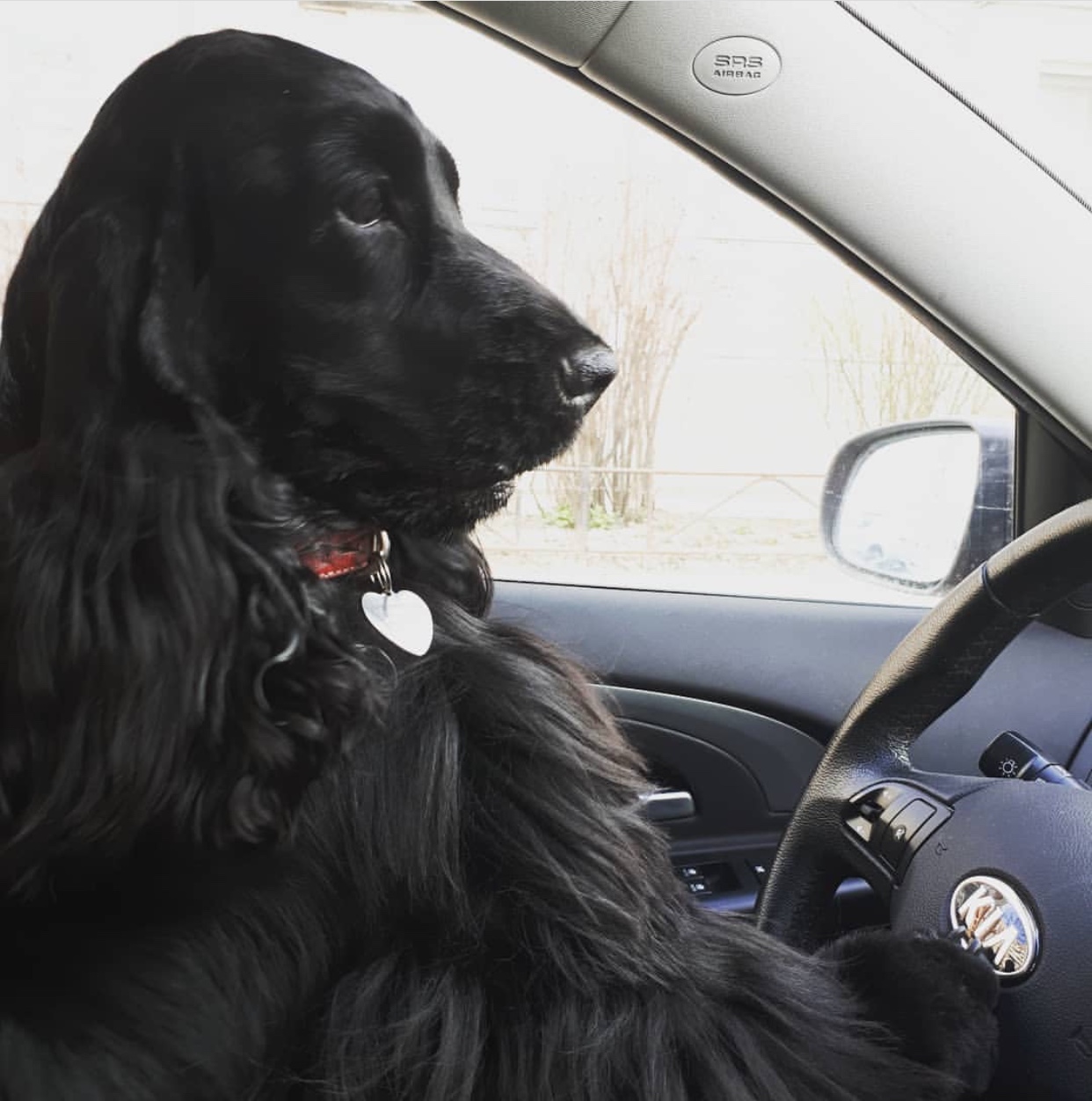 A black Cocker Spaniel sitting in the driver's seat
