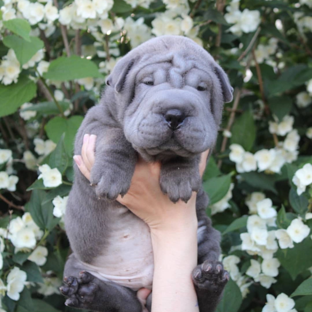 a gray Shar-Pei being held by a woman against the while flowers and green flowers