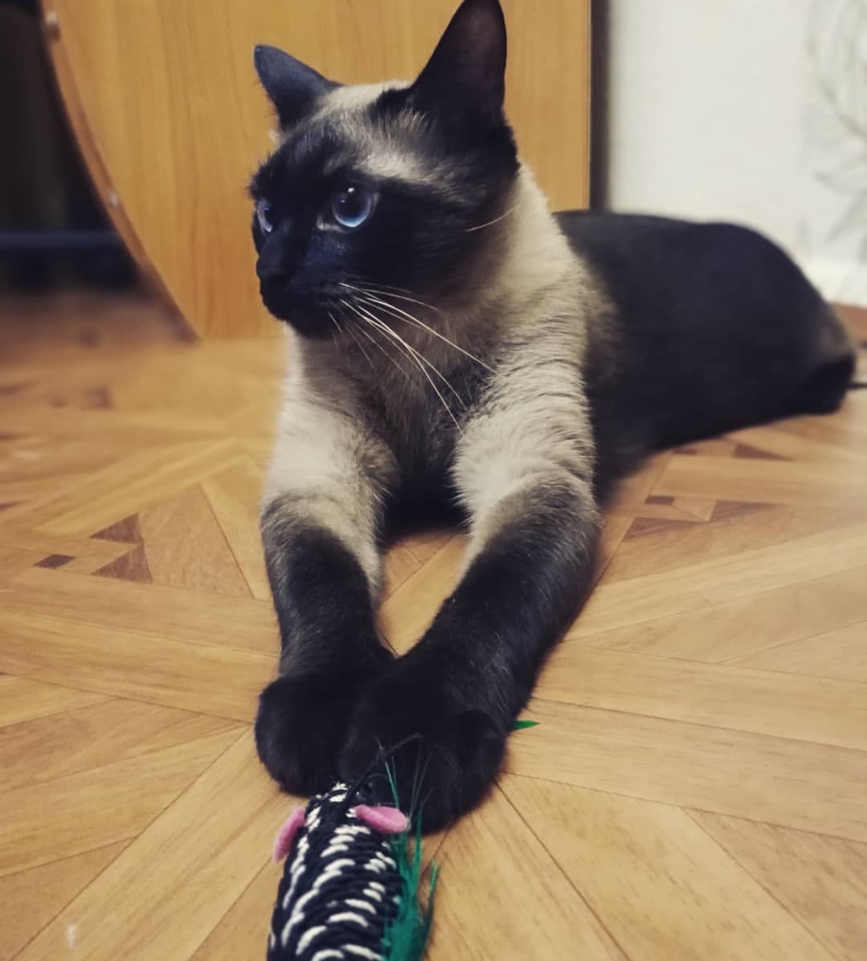 Siamese Cat lying on the floor with its toy